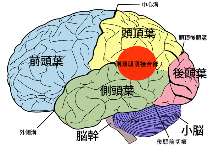 側頭頭頂接合部