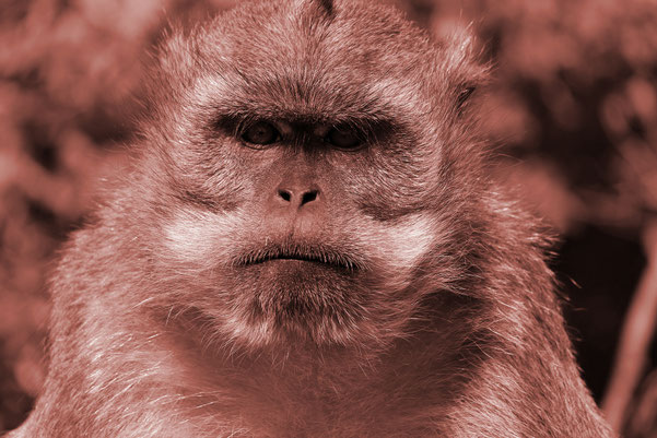 モンキーイメージ